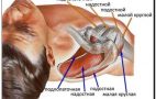 вращающая манжета плеча рисунок
